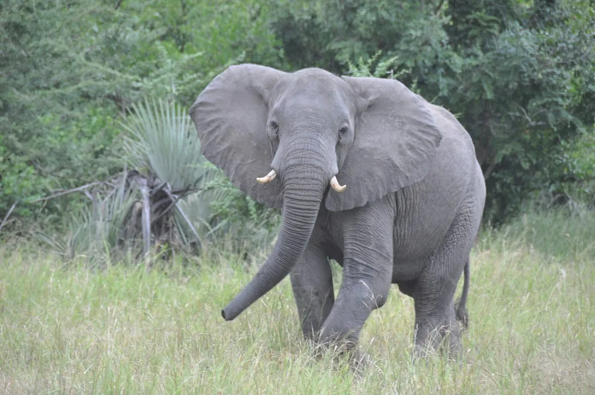 Elefante no Parque Nacional de Gorongosa