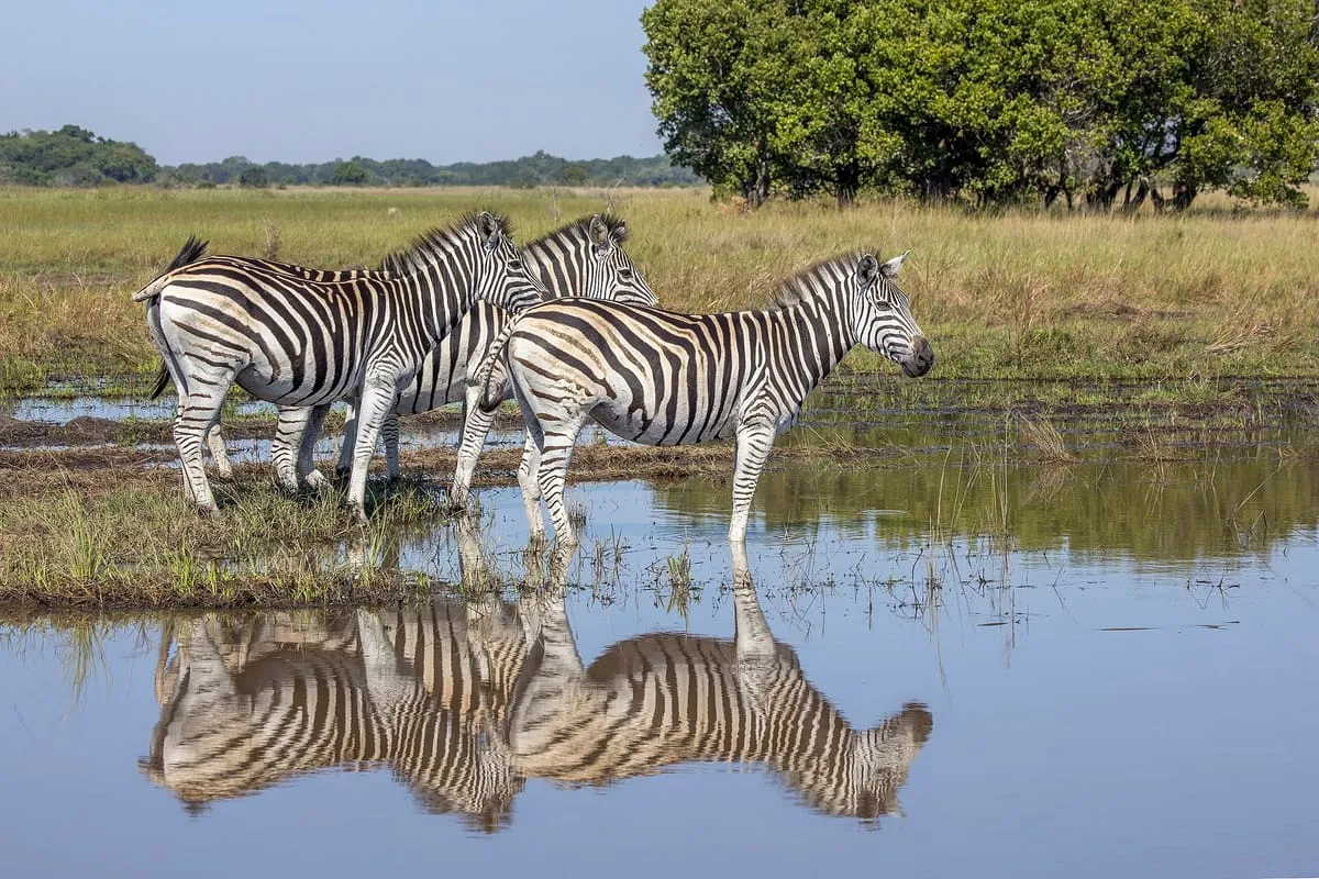 Zebras num charco da Reserva Especial de Maputo