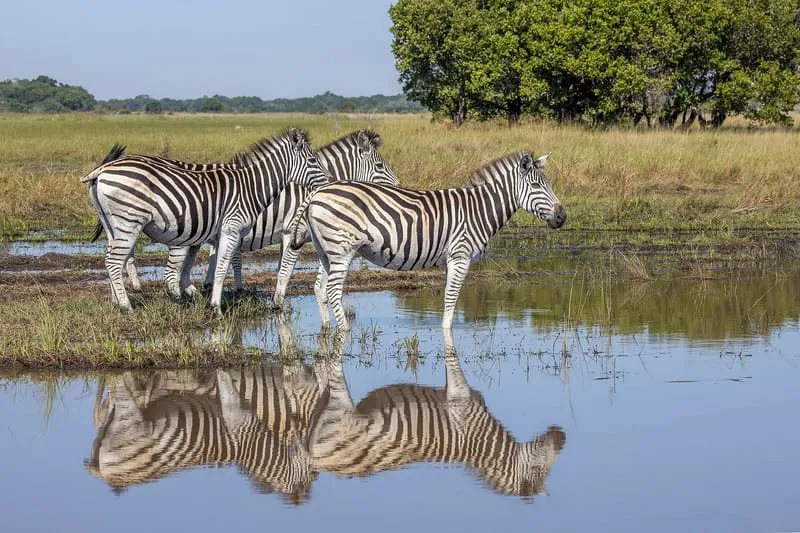 Zebras num charco da Reserva Especial de Maputo